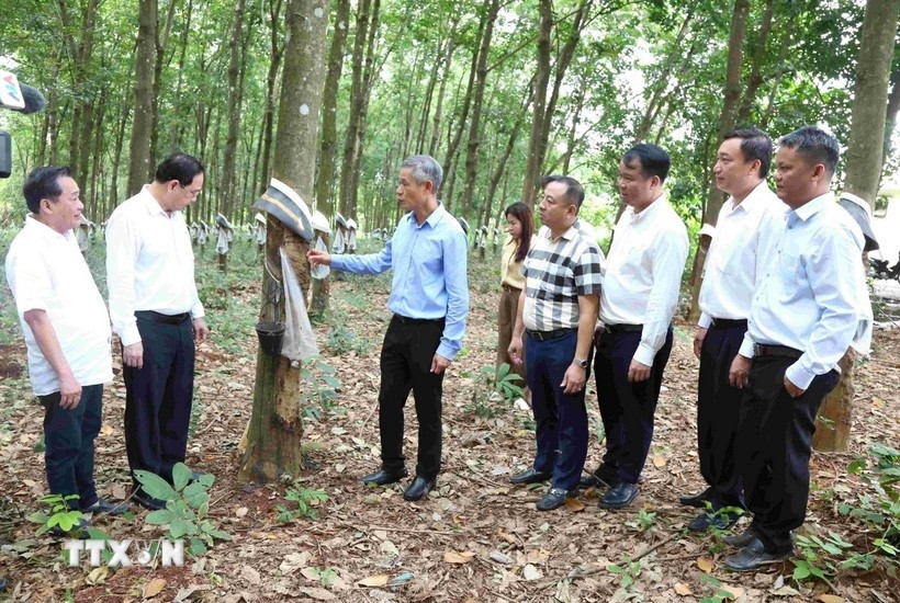 Ambassador Nguyen Minh Vu (third from left) visits the rubber plantation of Hoang Anh Mang Yang K Rubber Development Co., Ltd., a subsidiary of the Vietnam Rubber Group, in Ratanakiri province, Cambodia.