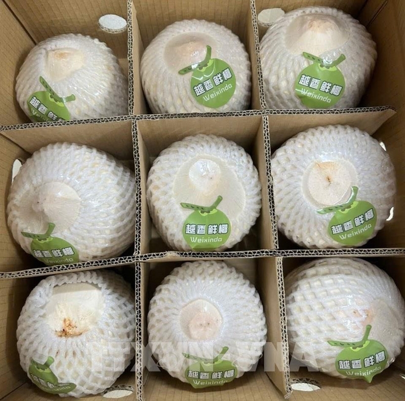 Nearly 22 tonnes of fresh, unhusked coconuts have been officially exported to China through Bac Luan II bridge border gate. (Photo: VNA)