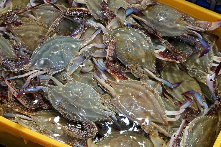 Vietnamese crab exports top US$173 million in first half of 2025