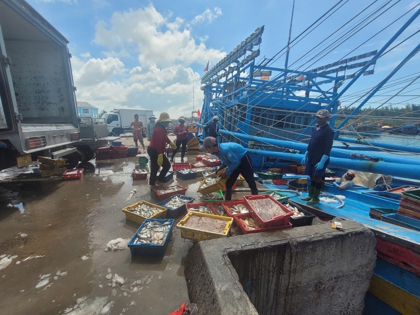 HCM City steps up measures to address IUU fishing