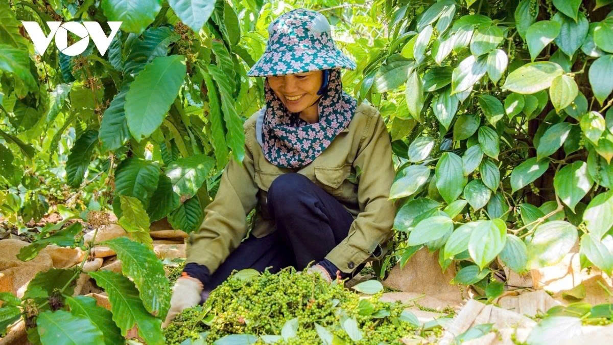 Harvesting pepper in Dak Lak province