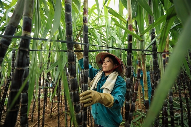 A farmer harvesting sugar canes at a farm in Cao Phong Commune, Phu Tho Province. (VNA/VNS Photo) 