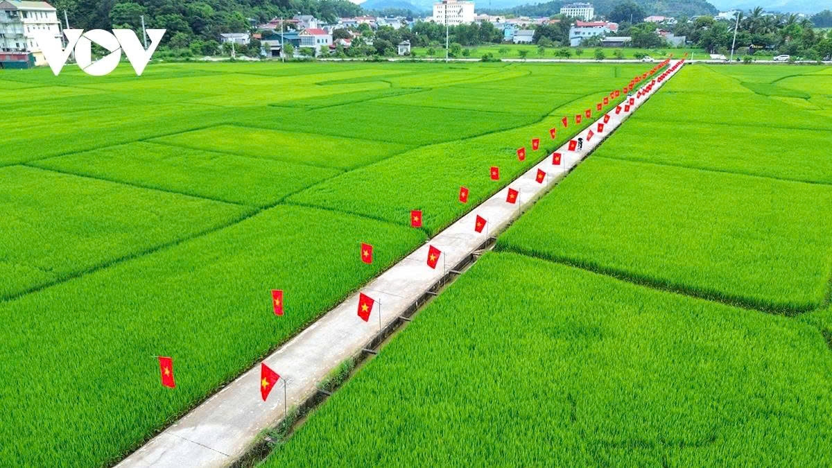 Along a 500-meter path cutting through the rice fields, nearly 200 national flags have been planted in straight rows, each spaced 5m apart, forming a radiant red corridor standing out against the vibrant green of the rice.