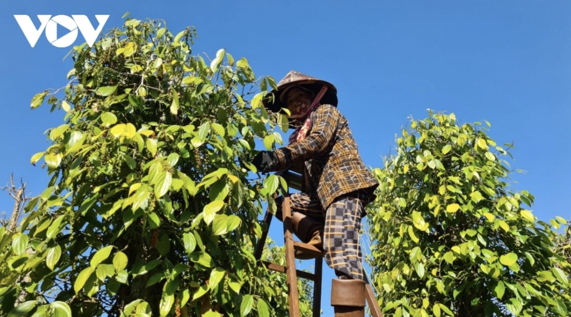 Pepper exports to Thailand jump over 40% in seven months