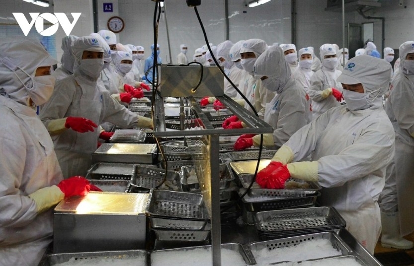 Vietnam’s shrimp exports to China and Hong Kong (China) as of August 15 surge 76% to US$767 million, accounting for almost one third of the ocuntry's total shrimp export value