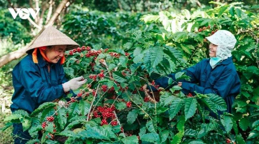 Coffee exports on track for record US$8 billion in 2024-2025 crop year