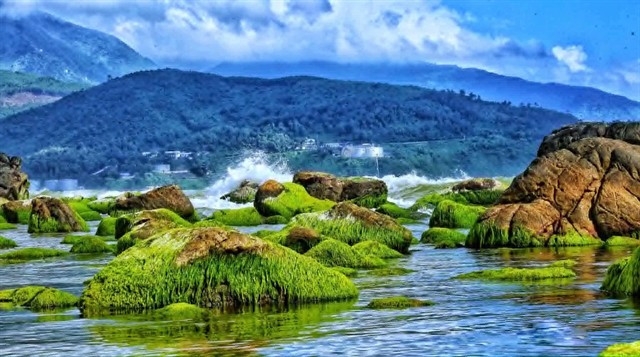 A photo of seaweed on rocks at Da Nang's Nam O beach by photographer Bui Thanh Lang. A selection of 30 photos from 25 local photographers will go on display at the Da Nang-Daegu Cultural Exchange in Daegu city, the Republic of Korea, later this month. (Photo courtesy of Bui Thanh Lang)