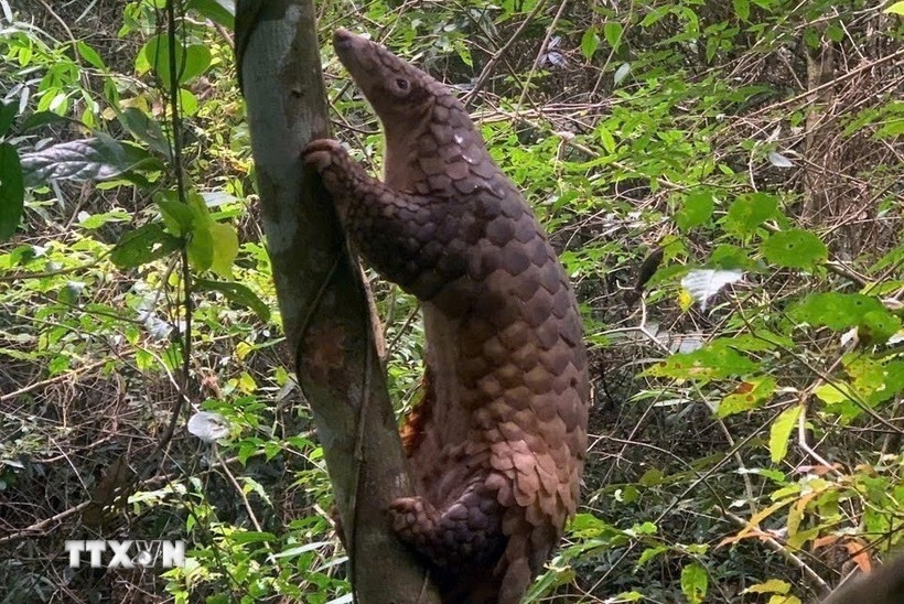 The Javan pangolin is reintroduced to its natural habitat (Photo: VNA)