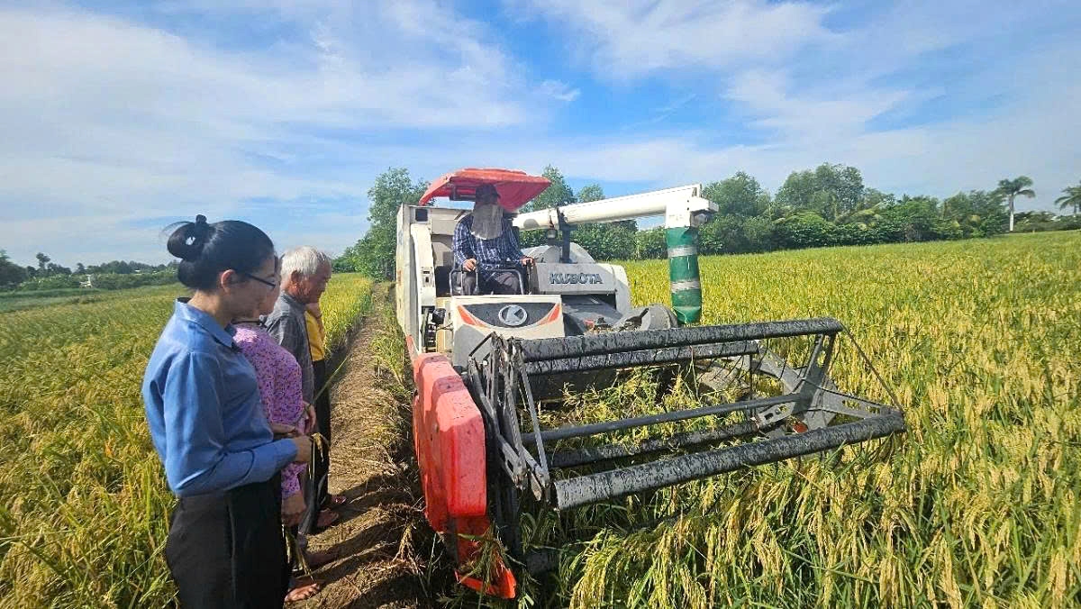 From a rice importer in the 1980s, Vietnam has emerged as one of the three largest rice exporters in the world