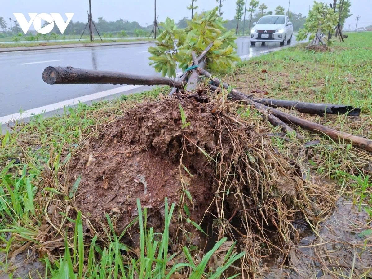 Strong winds uproot many big trees in Hue City