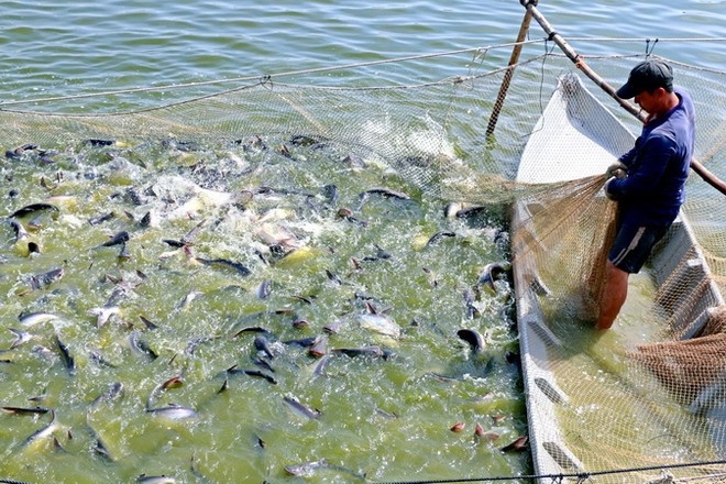 Tra fish farming in Dong Thap province (Photo: VNA)