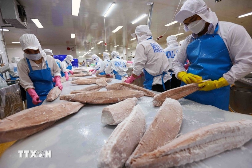 Processing ocean tuna for export (Photo: VNA)