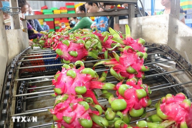 Dragon fruit being cleaned and processed for export. (Photo: VNA)