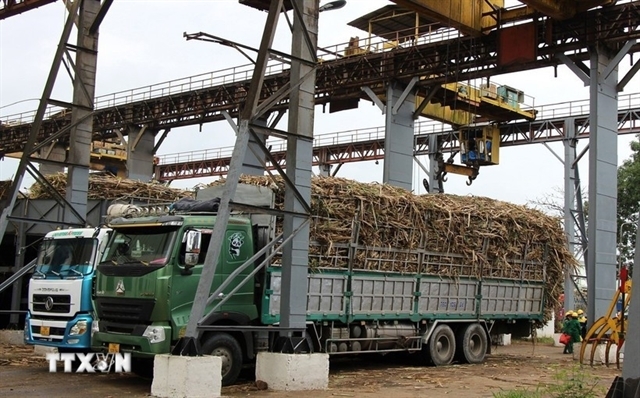 The KCP Sugar Mill in Dak Lak Province purchases sugarcane from local farmers for processing. (VNA/VNS Photo)
