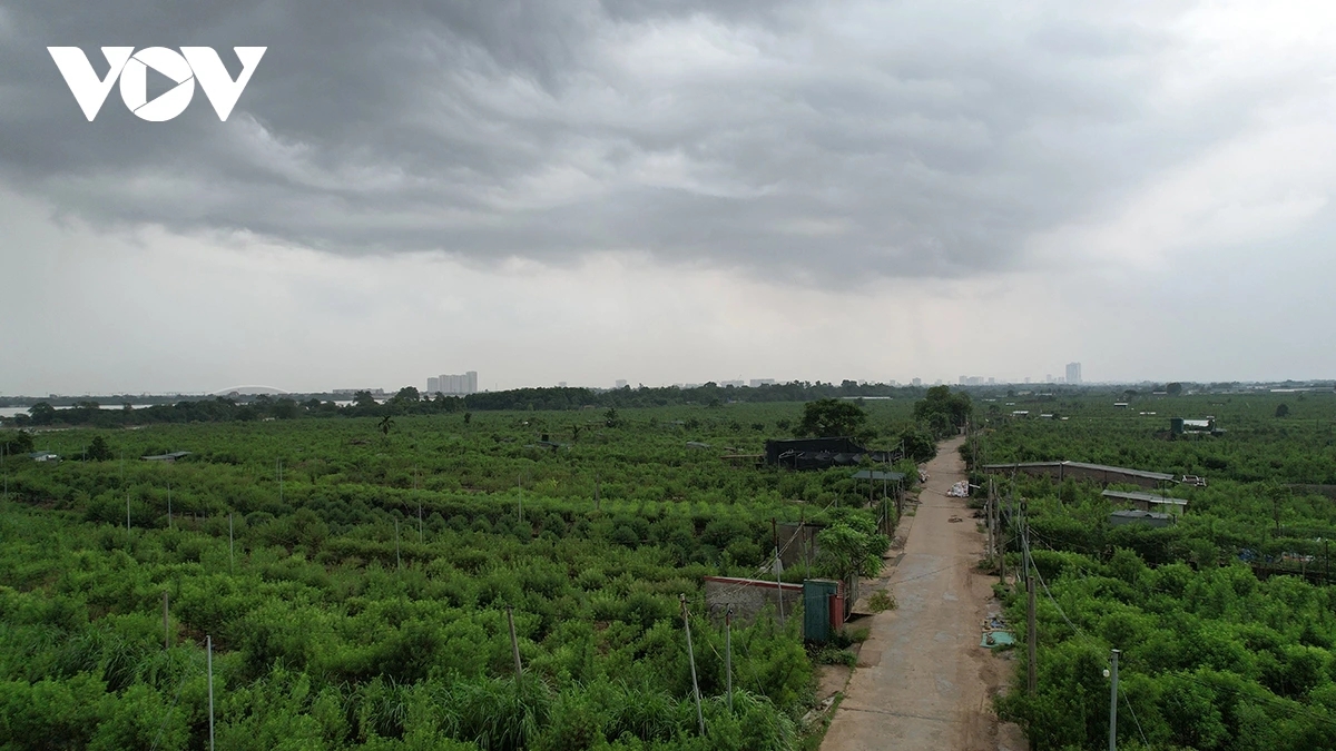 Key growing areas such as Phu Thuong, Nhat Tan, Quang An, and Tu Lien in former Tay Ho district have been hit particularly hard by flooding.