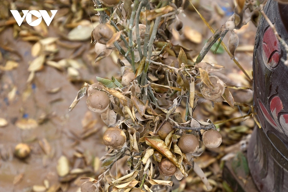 Residents of traditional flower-growing villages such as Tu Lien, Nhat Tan, and Quang An are devastated, seeing their year-long efforts wiped out just weeks before the Tet harvest, their most important income source of the year.