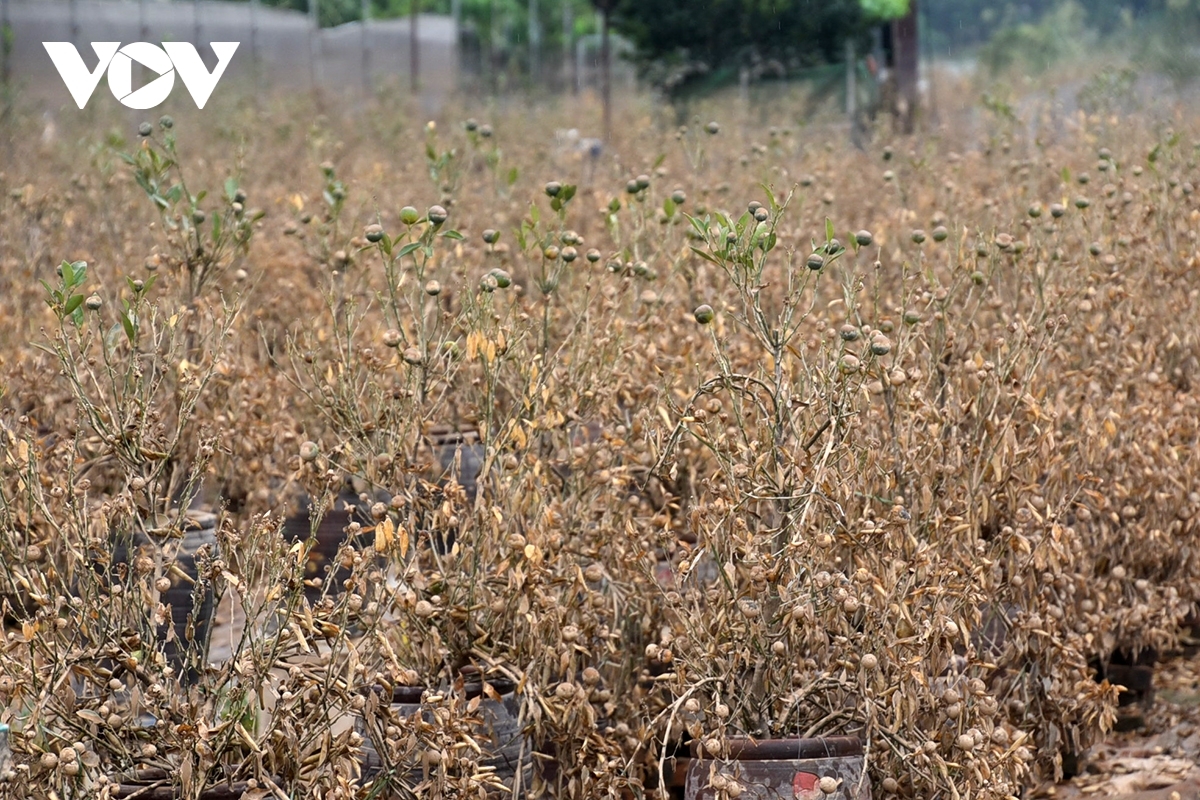 Back in September 2024, Super Typhoon Yagi also caused widespread flooding across Hanoi, inflicting damages of up to VND64 billion (over US$2.5 million) on peach and kumquat growers.