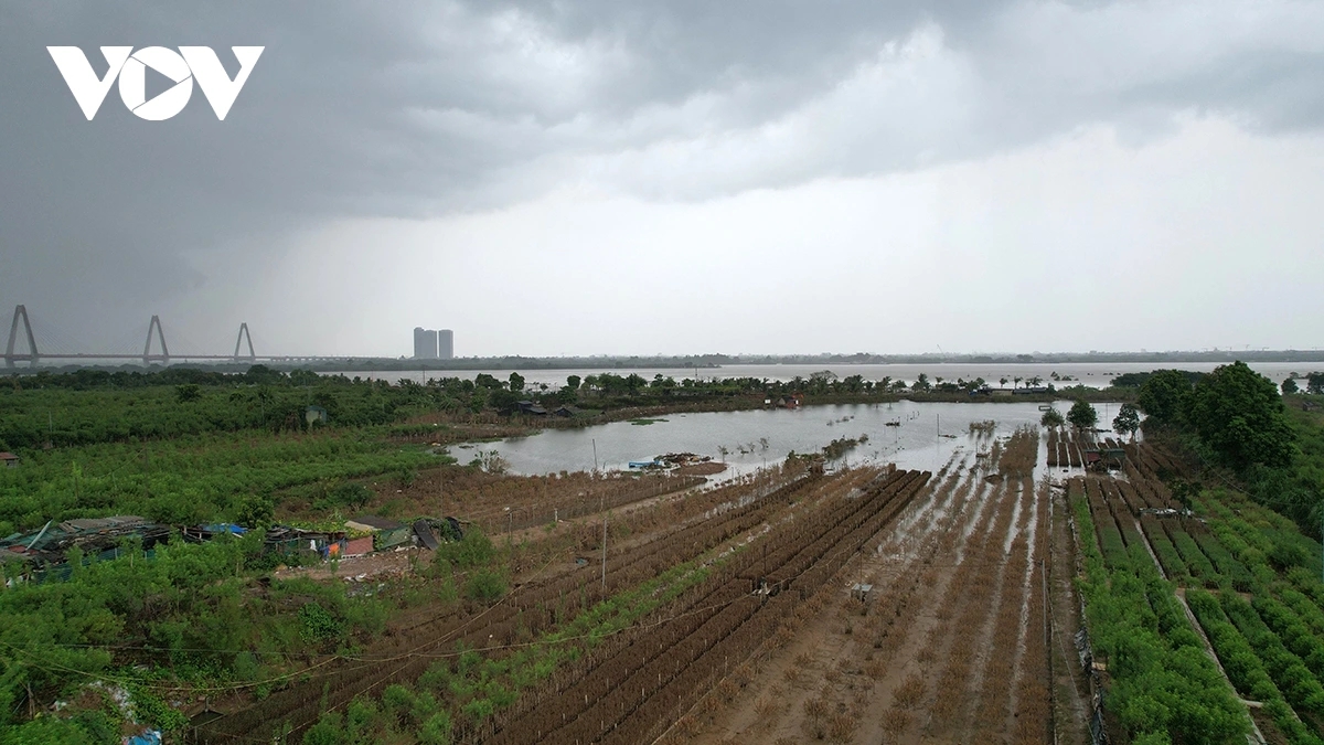 On-site reports show that many peach and kumquat trees have already withered and lost their leaves before the floodwaters fully receded.
