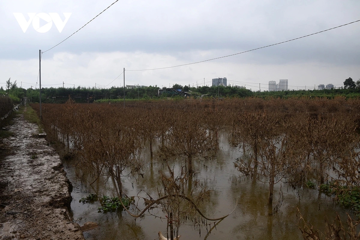 Although the water level has begun to drop, the damage is extensive, casting a gloomy shadow over Hanoi’s traditional flower-growing villages in the lead-up to the Tet holiday.