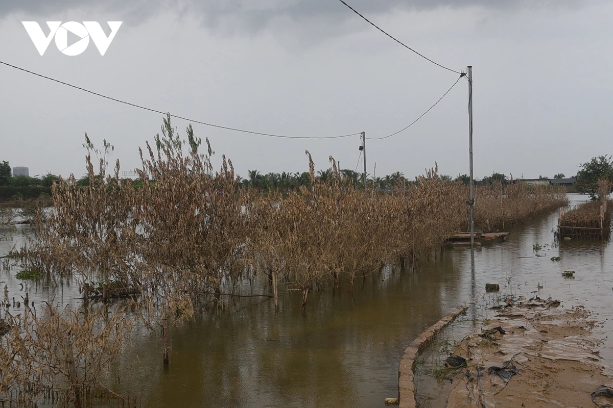 The riverside fields are heavily flooded, submerging the peach rows up to half the height of the trees.