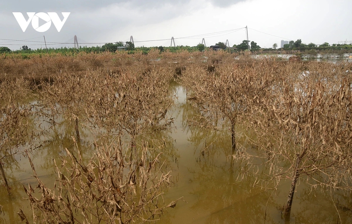 Ha, a peach grower in Phu Thuong, shares, “My family grows nearly 1,000 peach trees, and almost all are dead. We’ve lost an estimated VND500–600 million (around US$20,000–24,000). After a year of hard work, it’s all gone.”