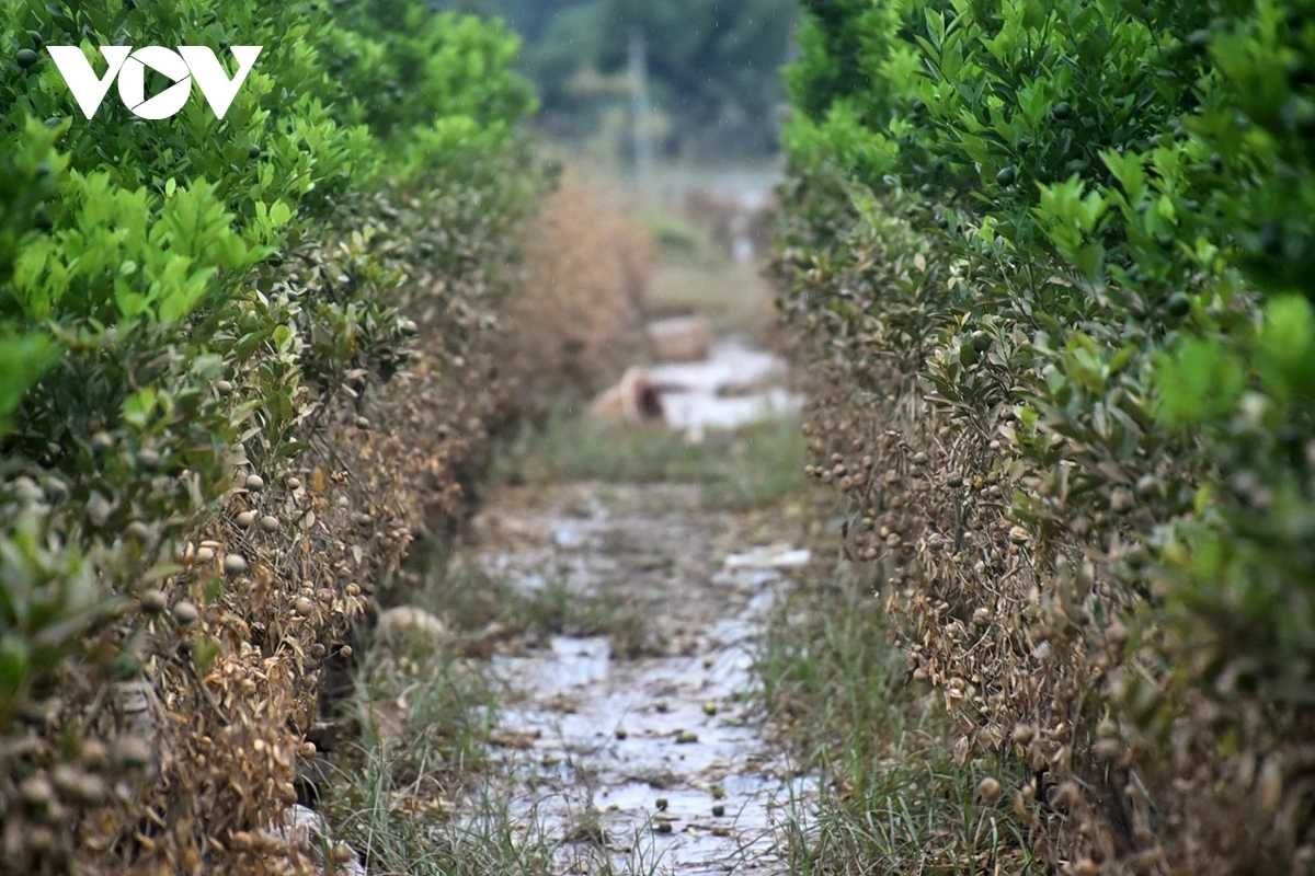 As the floodwaters recede, the kumquat trees are left with wilted leaves and fruit, covered in mud.