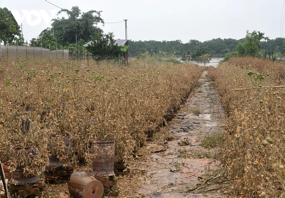 Not only have ground-planted trees been affected, but ornamental kumquat trees grown in pots were also unable to be moved in time and have withered completely.