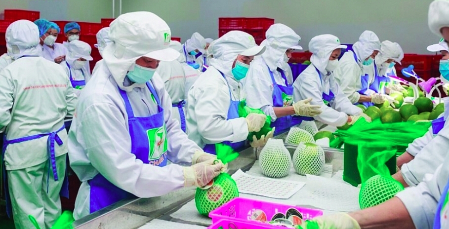 Vietnamese pomelo officially makes inroads into Australian market for the first time (Illustrative image)