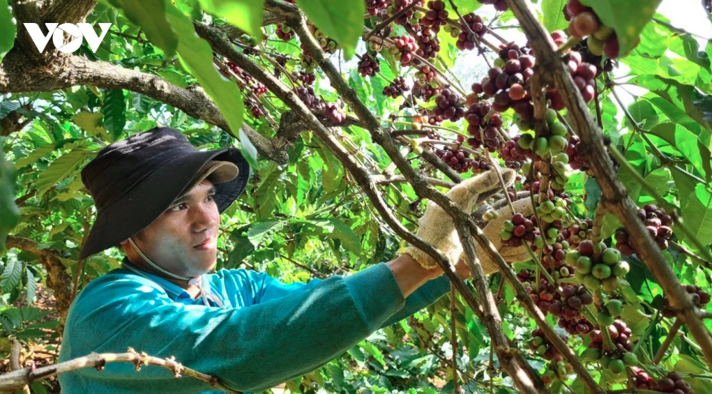 The average export price of Vietnamese coffee reaches a record high of US$5,658 per tonne