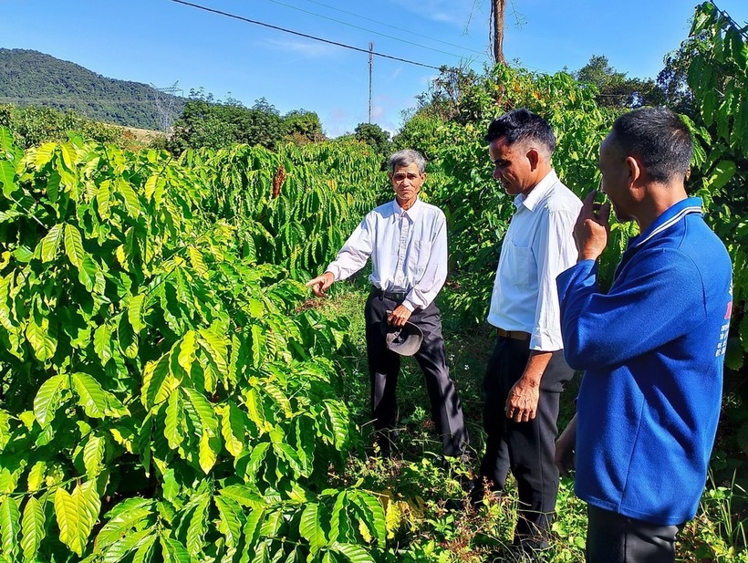 Farmers learn how to plant and care for coffee trees.