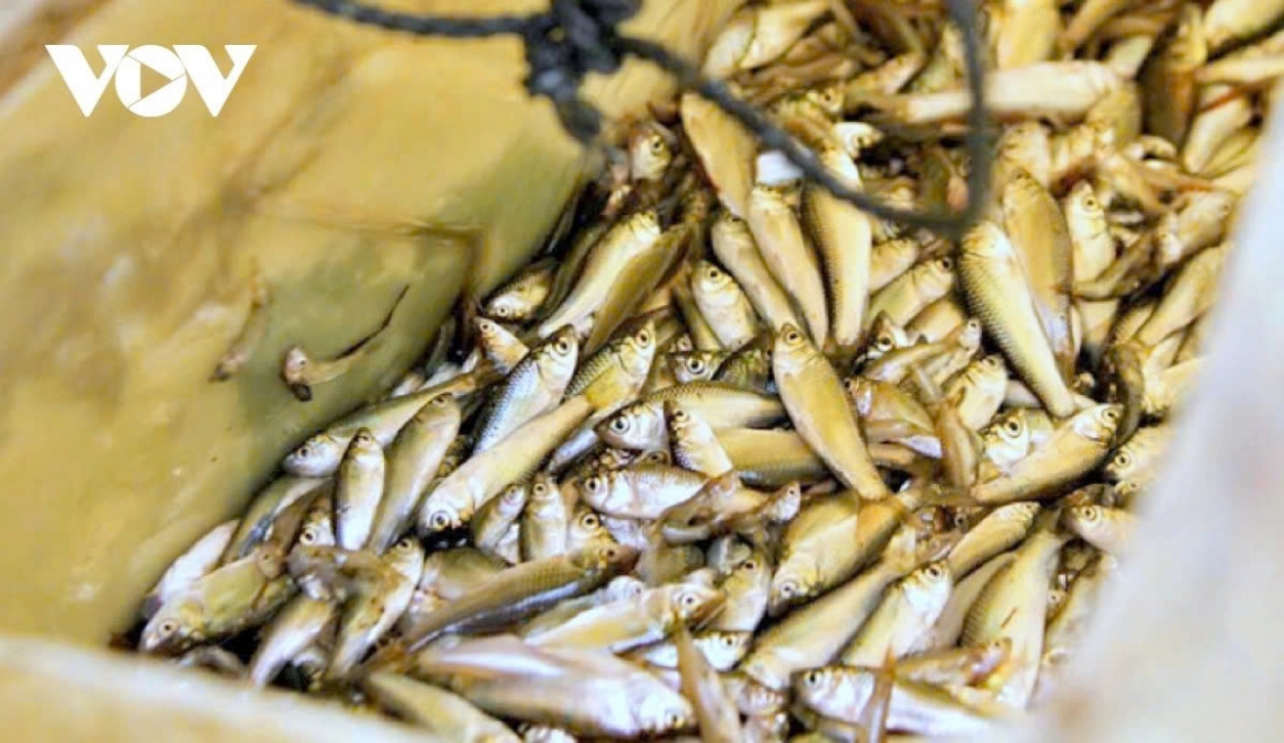 Linh (Henicorhynchus), a small species of fish, normally return to the Mekong Delta this floating season, and this species is a specialty of the region this time.