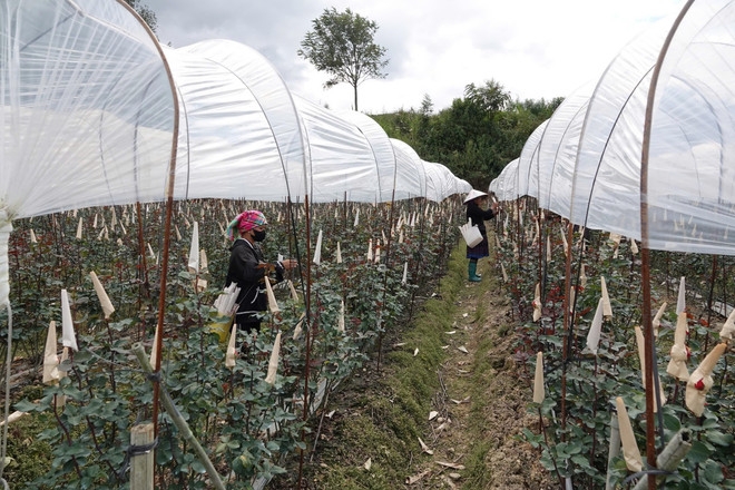 Growing roses helps people in Mu Cang Chai escape poverty sustainably. Finland always prioritizes non-refundable aid to Vietnam in the fields of water supply and drainage, poverty reduction and climate change.