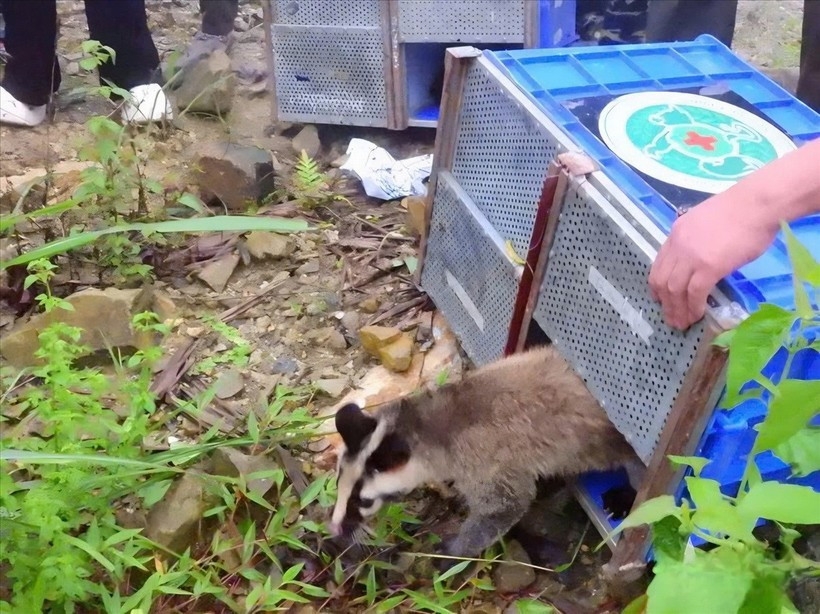 All the released wildlife species are naturally found in Tam Dao National Park. (Photo: Quan Doi Nhan Dan)