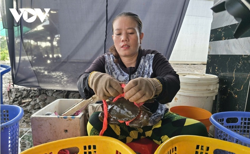 Ca Mau’s crab sector remains below its full potential