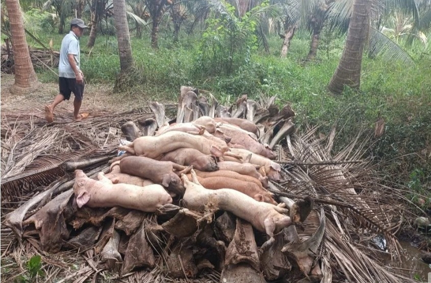Culling of infected pigs seen as crucial measure to contain outbreak
