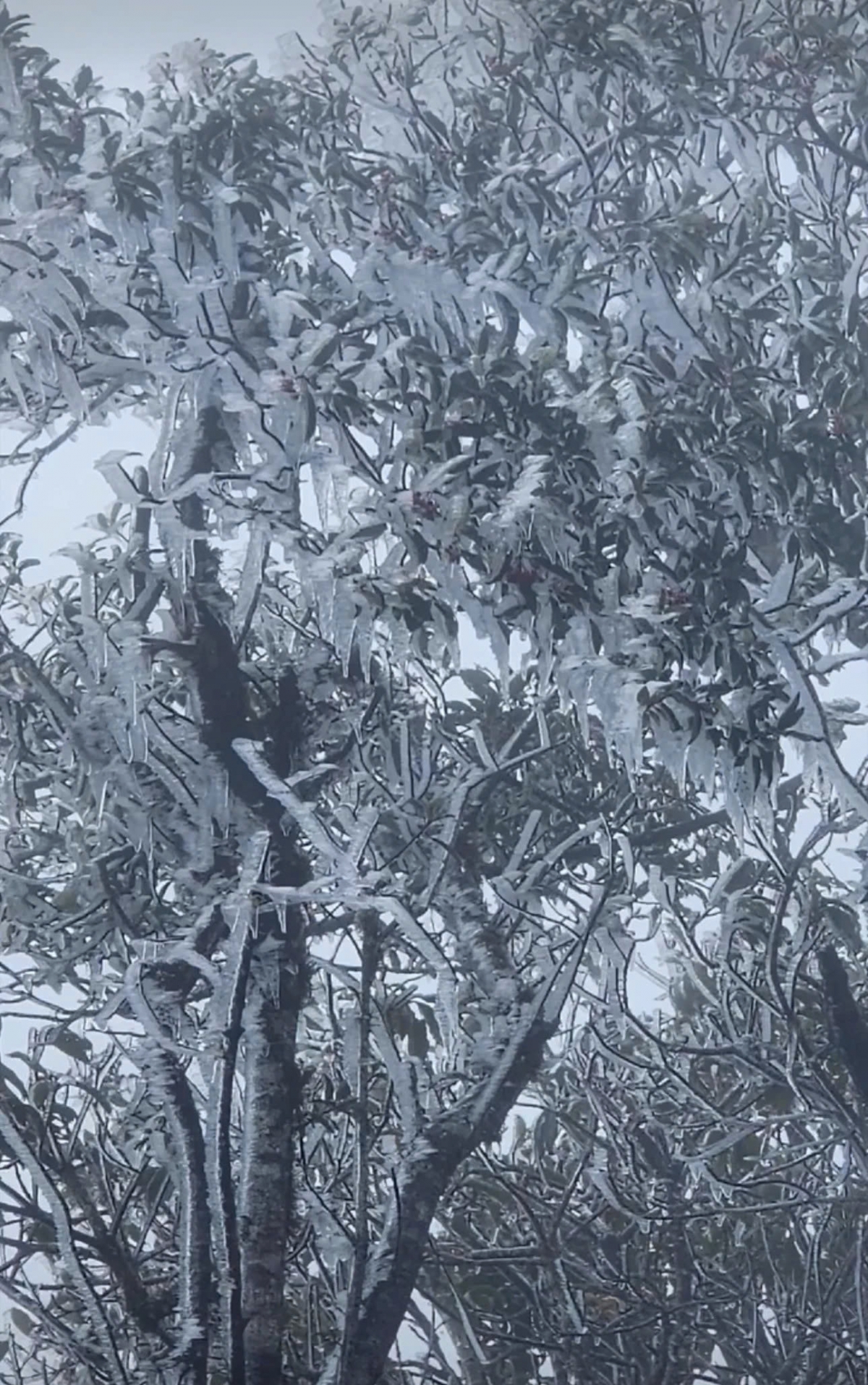 This marks the first appearance of frost in Northern Vietnam for the 2025–2026 winter season, sáy Phang A Chia, a local mountain guide