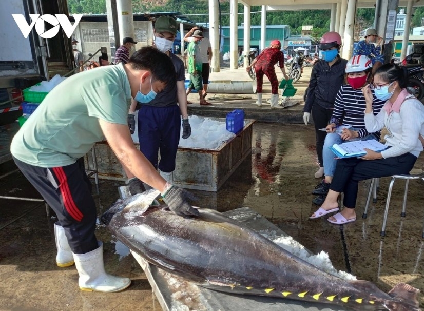 Stricter IUU controls and raw material scarcity are anticipated to hamper the tuna sector’s rebound in Q4 2025
