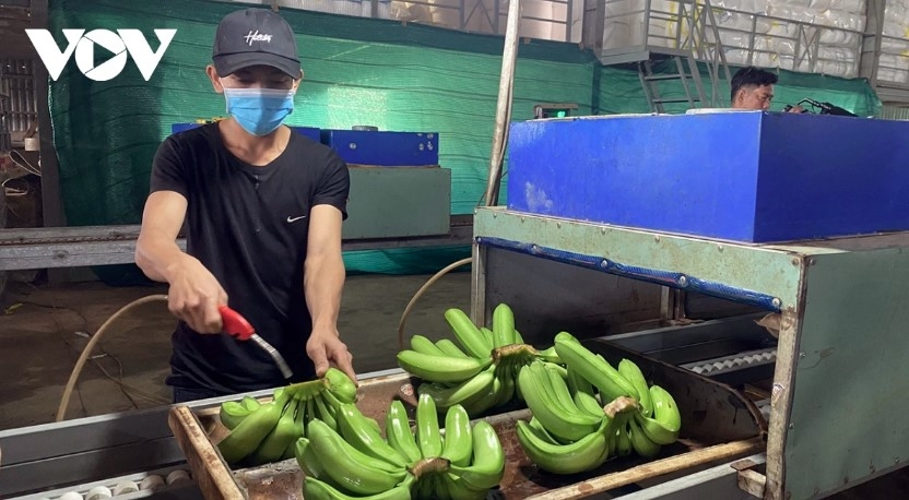 Banana is one of the key products driving Vietnam’s export growth in the Chinese market