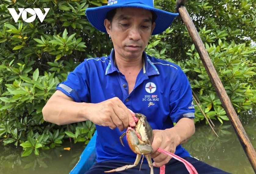 Ca Mau leads the country in crab-farming area and output