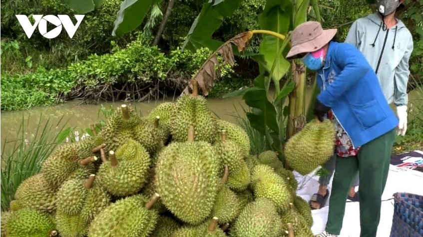 China remains the key market for Vietnam’s fruit and vegetable exports, especially durian
