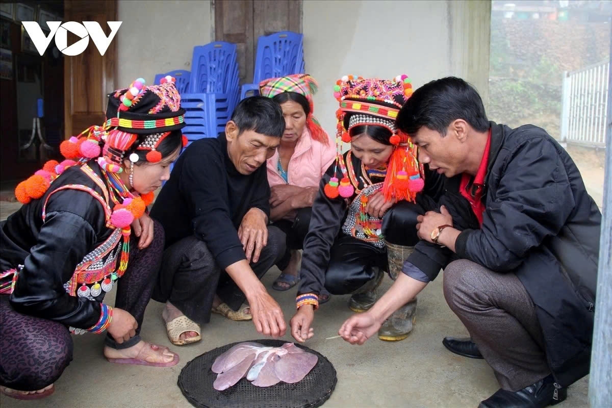 Examining the liver of the slaughtered pig at the beginning of the year to predict the harvest for the coming season is a traditional practice of the Ha Nhi people