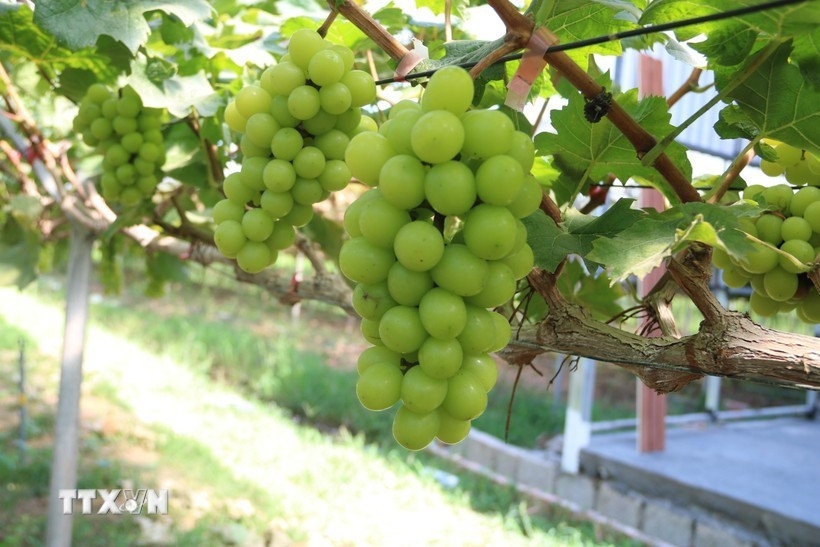 Empowering Vietnamese agribusinesses to drive green growth (Photo: VNA)