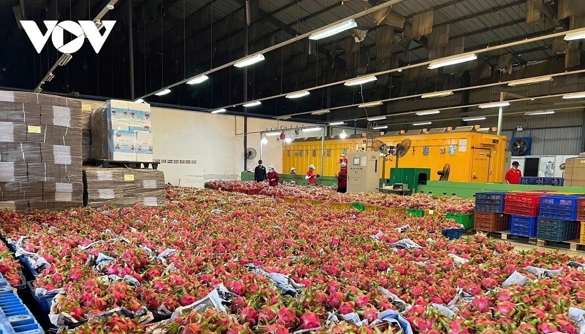 Dragon fruit is among Vietnam's major farm produce exports