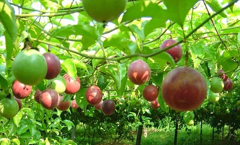Passion fruit exports post “breakthrough” growth over the past decade (Photo: VGP)