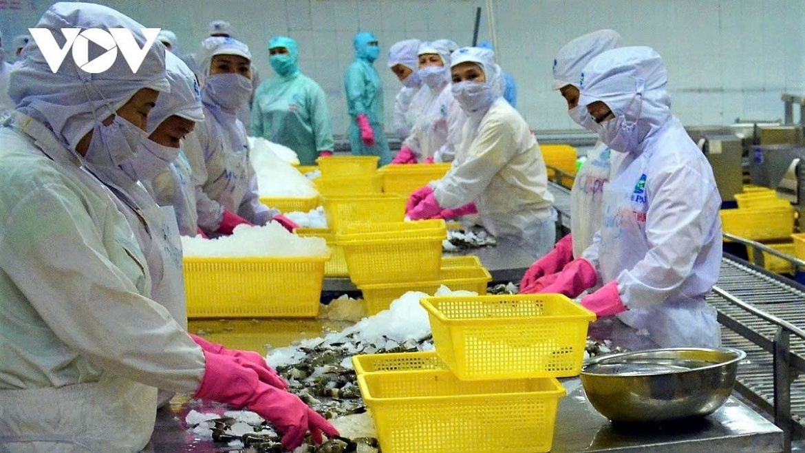 Processing shrimp for export in Ca Mau province