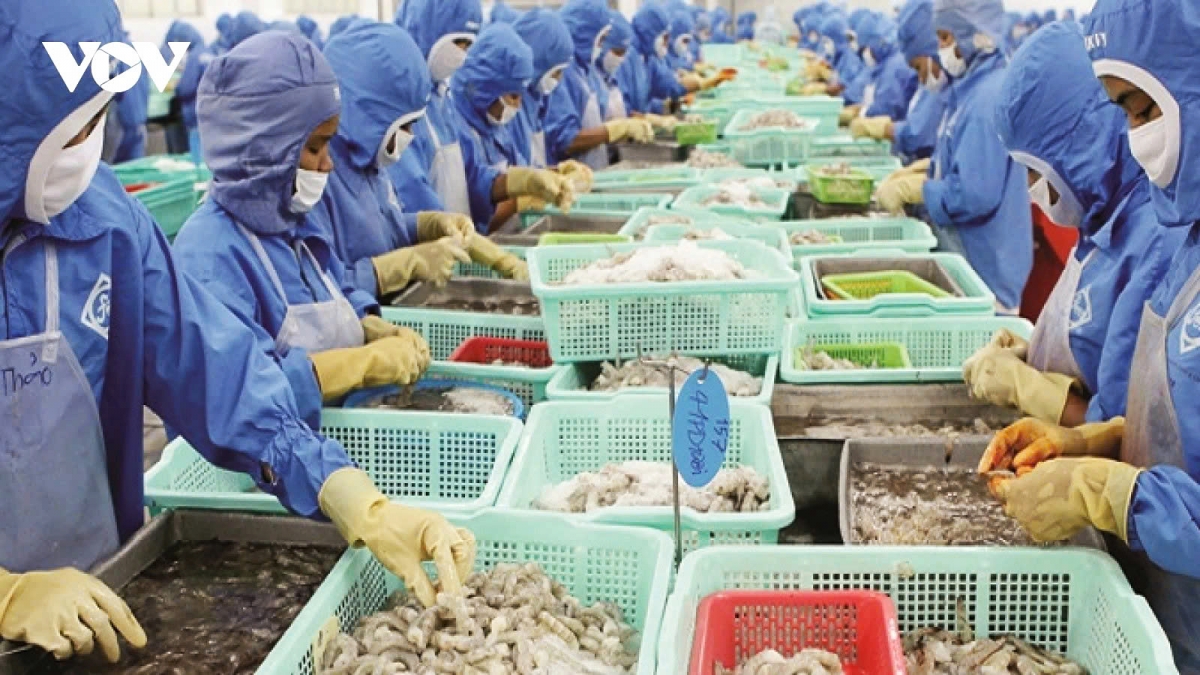Processing shrimp for export in Southern Vietnam