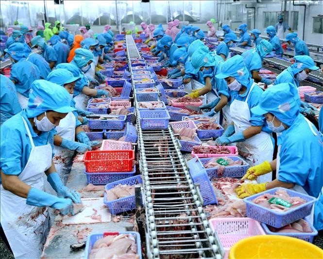Processing catfish for export at the Southern Fisheries Industries Company Ltd. in Can Tho city. (Photo: VNA)