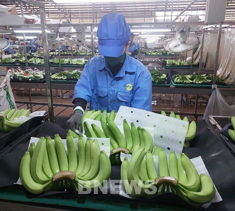 The fruit and vegetable sector is also set to hit a record, with exports projected at around US$8.5 billion in 2025. (Photo: VNA)