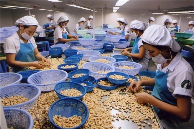 A cashew processing line for export. (VNA/VNS Photo)