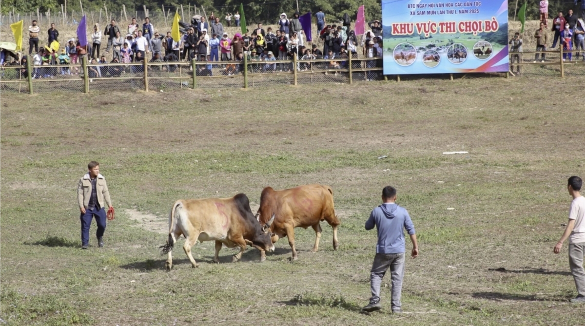 A cow fighting contest at the first Ethnic Cultural Festival in Sam Mun commune